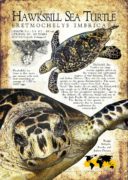 Hawksbill Sea Turtle Poster