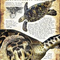 Hawksbill Sea Turtle Poster