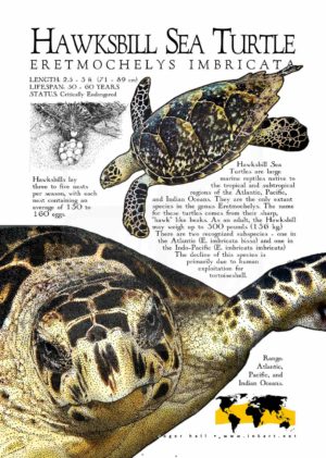 Hawksbill Sea Turtle poster