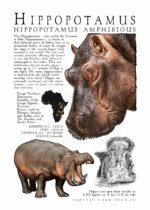 Hippopotamus
