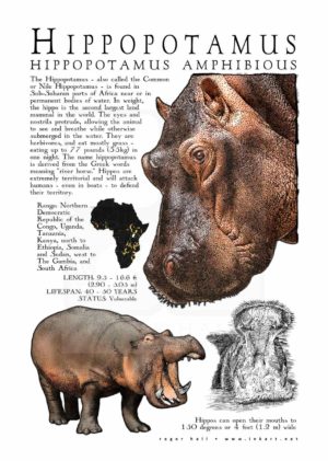 Hippopotamus