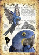 Hyacinth Macaw poster
