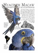 Hyacinth Macaw poster