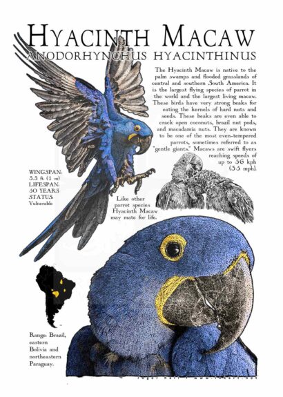 Hyacinth Macaw poster