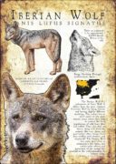 Infographic of an Iberian Wolf