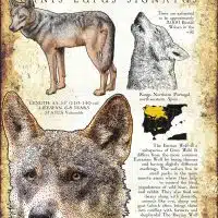 Infographic of an Iberian Wolf