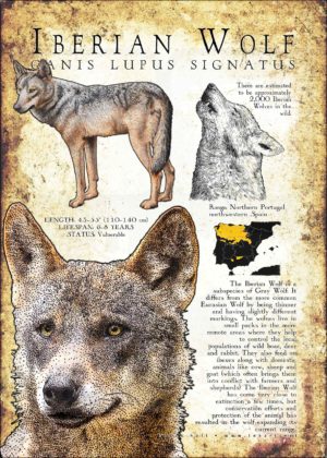 Infographic of an Iberian Wolf