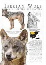 Iberian Wolf Infographic