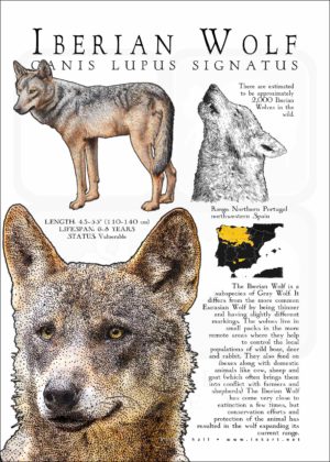 Iberian Wolf Infographic