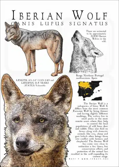 Iberian Wolf Infographic