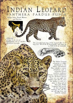 Indian Leopard Poster