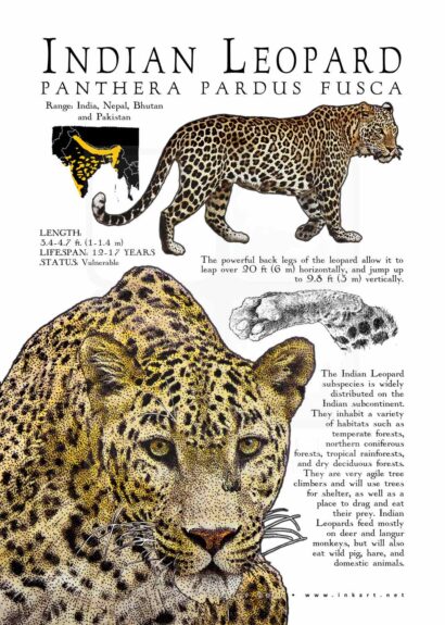 Indian Leopard Poster