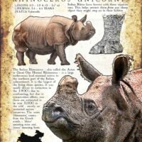 Asian or Greater One Horned Rhinoceros Poster