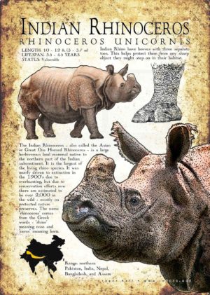 Asian or Greater One Horned Rhinoceros Poster