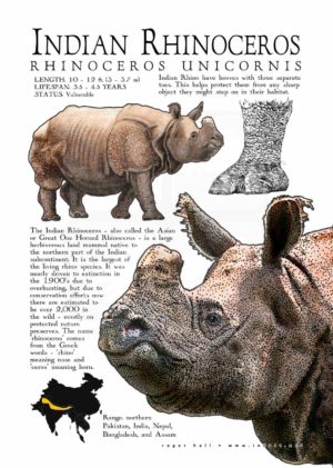 Indian Rhinoceros Poster