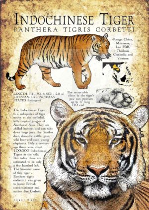 Indochinese Tiger poster