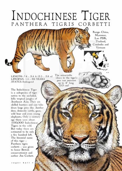 Indochinese Tiger poster