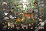 Mammals of Iowa Poster Print - Image 2