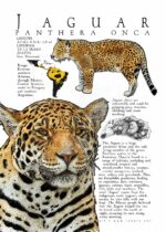 Jaguar (Panthera onca) Poster