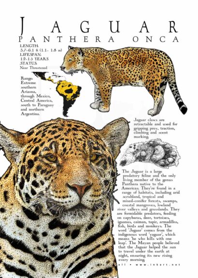 Jaguar (Panthera onca) Poster