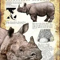 Javan or Sunda Rhinoceros poster