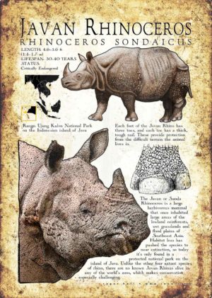 Javan or Sunda Rhinoceros