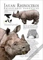 Javan Rhinoceros Poster - Wildlife Art - Image 2
