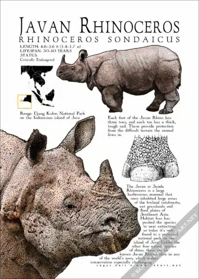Javan Rhinoceros Poster - Wildlife Art - Image 2