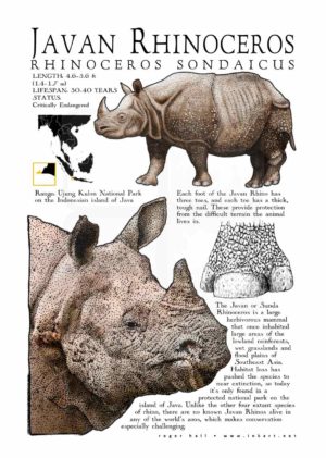 Javan or Sunda Rhinoceros poster