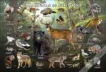 Mammals of Kentucky Poster Print - Image 2