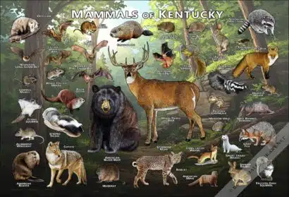 Mammals of Kentucky Poster Print - Image 2