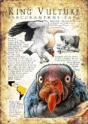 King Vulture Poster