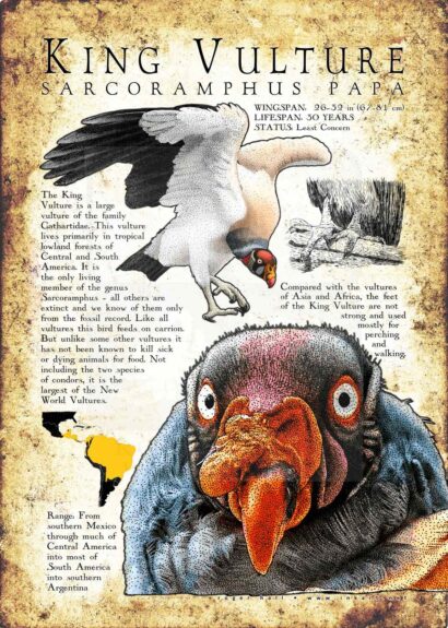 King Vulture Poster Print / Infographic
