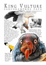 King Vulture Poster