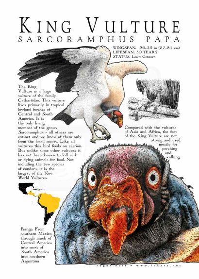 King Vulture Poster