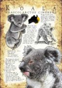 Koala Poster