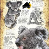Koala Poster