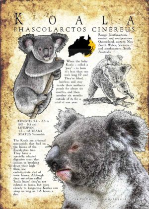 Koala Poster