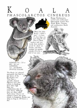 Koala poster