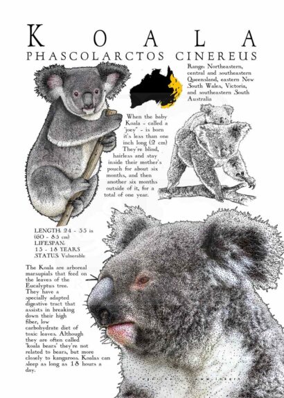 Koala poster