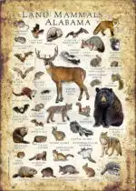 Land Mammals of Alabama poster