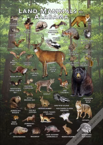 Land Mammals of Alabama poster