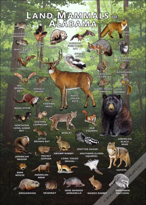 Land Mammals of Alabama poster