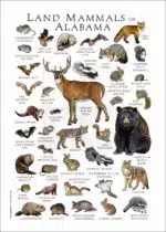 Land Mammals of Alabama Poster Print - Image 3