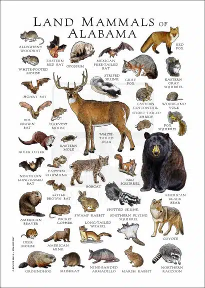 Land Mammals of Alabama Poster Print - Image 3