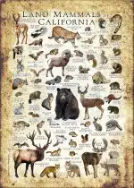 Mammals of California poster print
