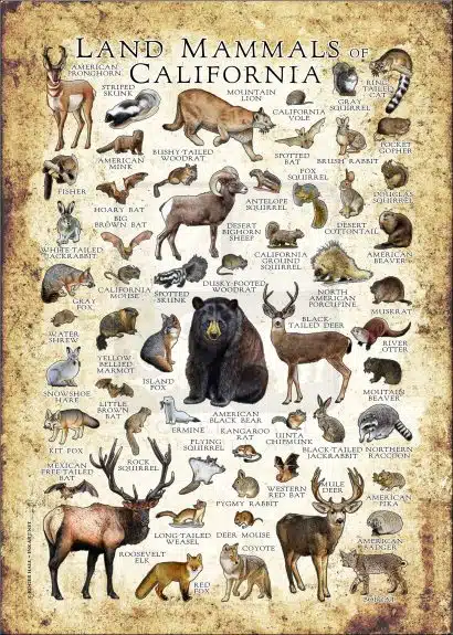 Mammals of California poster print