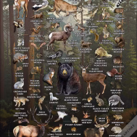 Land Mammals of California