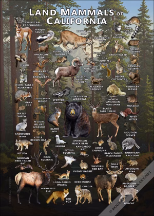 Land Mammals of California