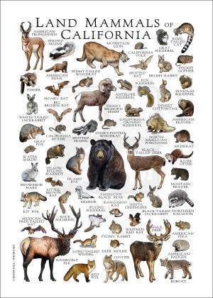 Land Mammals of California